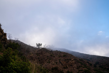 Single early morning tree at escondido falls malibu