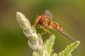 Hoverfly on a leaf