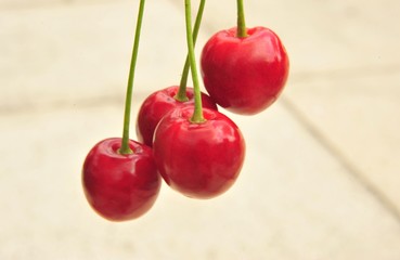 
Cherry harvest in June