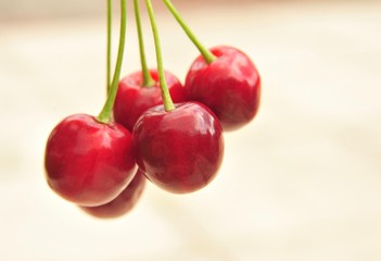 
Cherry harvest in June