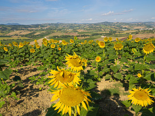 Campos de girasoles en Staffolo, provincia de Ancona, Italia, verano de 2019
