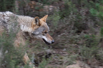 Beautiful iberian wolves in the mount playing in herd preparing the Hunt