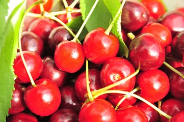 
Cherry harvest in June