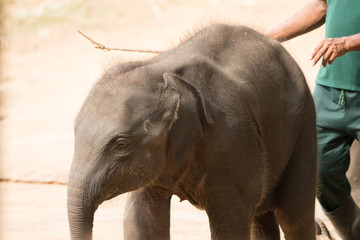 Naklejka premium Elephant safari portrait closeup 
