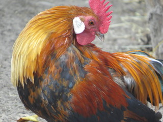 A close-up of a hen