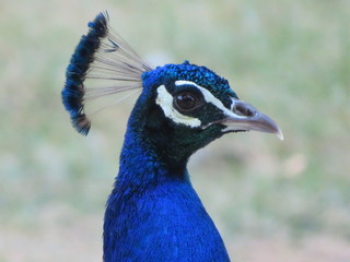 beautiful peacock of fantastic bright colors of long feathers