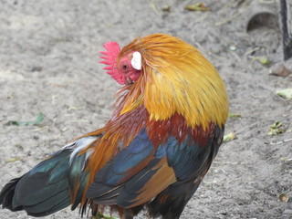 A hen with nice colors
