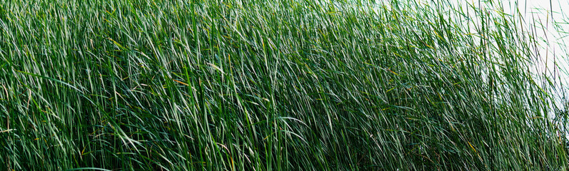 Green swamp thickets near a forest lake