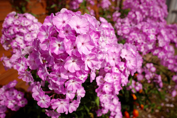 Phloxes in a garden