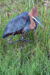 Goliath Heron