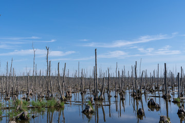 Moorland in the Peene Valley, Germany near the isle Usedom, where a dead forest is seen, consisting...