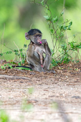 Chacma Baboon Baby
