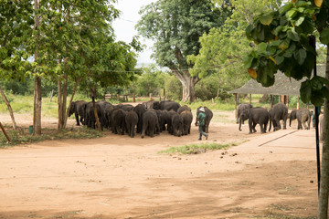 Fototapeta na wymiar Elephant safari portrait closeup 