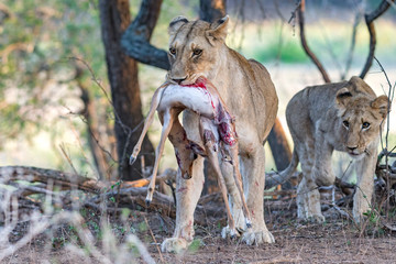 Lion with cub and Impala fawn kill