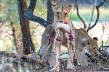 Lion with cub and Impala fawn kill