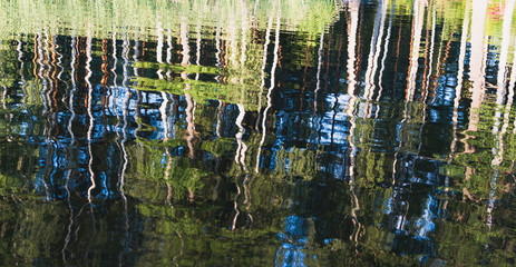  The forest is reflected in the water of a forest lake