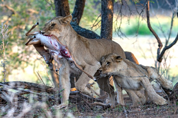 Lion with cub and Impala fawn kill