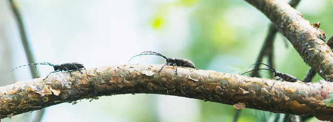 A bark beetle crawls on a tree