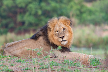 Lion Male
