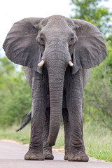 Obraz premium Elephant