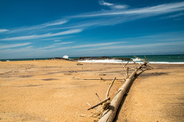 Wild beach scene with preserved tree branch in foreground and golden sand