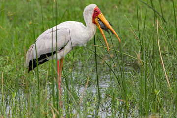 Yellow Billed Stork
