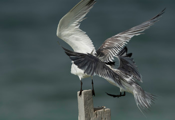 Greater Crested Tern pushing to occupy the wooden log at Busaiteen coast, Bahrain