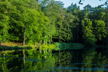Fototapeta na wymiar green lake in the forest