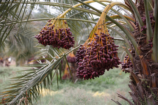 Delicious fresh dates growing on a palm trees