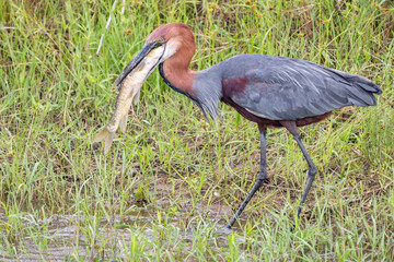 Goliath Heron