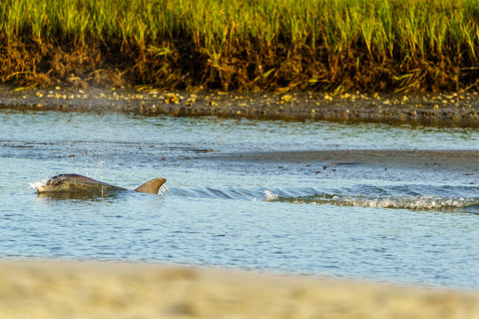 Kiawah River Dolphins Strandfeeding, Viewed From Seabrook Island