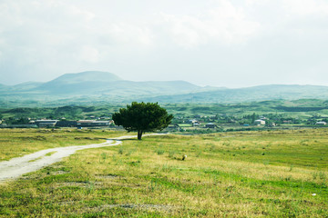 Fototapeta premium dirt road and lonely tree