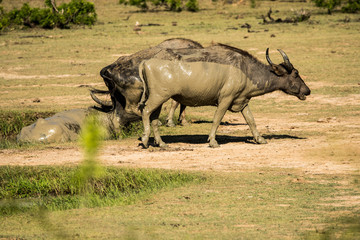 Muddy water buffalo bathing in the water