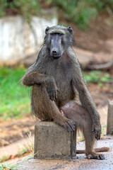 Chacma Baboon