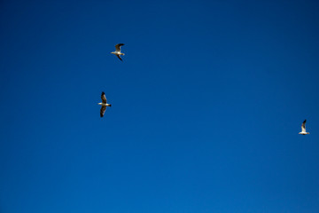 seagulls in the blue sky