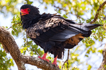 Bateleur