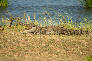 Crocodile portrait on sri lanka safari