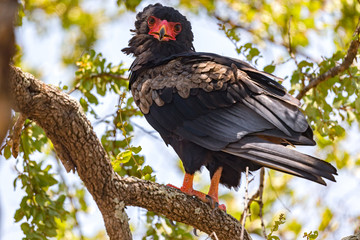 Bateleur