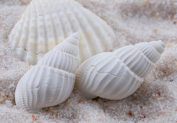 White seashells of various shapes and sizes lie on the white sand. Macro photography marine theme.