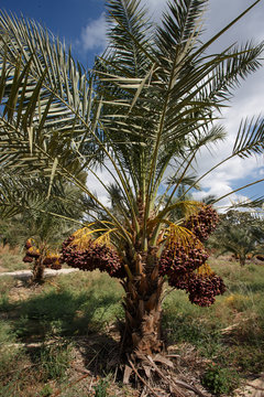 Delicious fresh dates growing on a palm trees