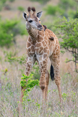 Obraz na płótnie Canvas Giraffe Baby
