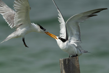 Greater Crested Tern fighting for wooden log at Busaiteen coast, Bahrain