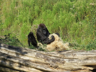 A lowland gorilla and a young one
