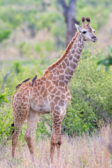 Giraffe Baby