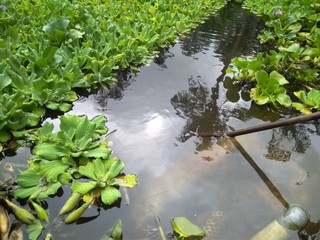 Floating plants in a pond