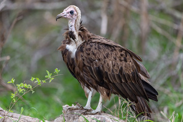 Hooded Vulture