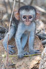 Vervet Monkey Baby