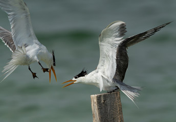 Greater Crested Tern fight for wooden log at Busaiteen coast, Bahrain
