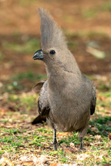 Grey Go Away Bird