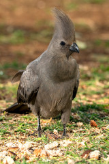 Grey Go Away Bird